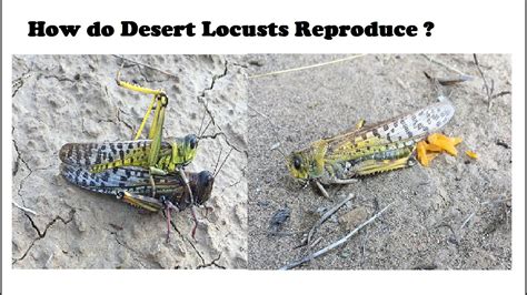 locust traduction|where are locusts found.